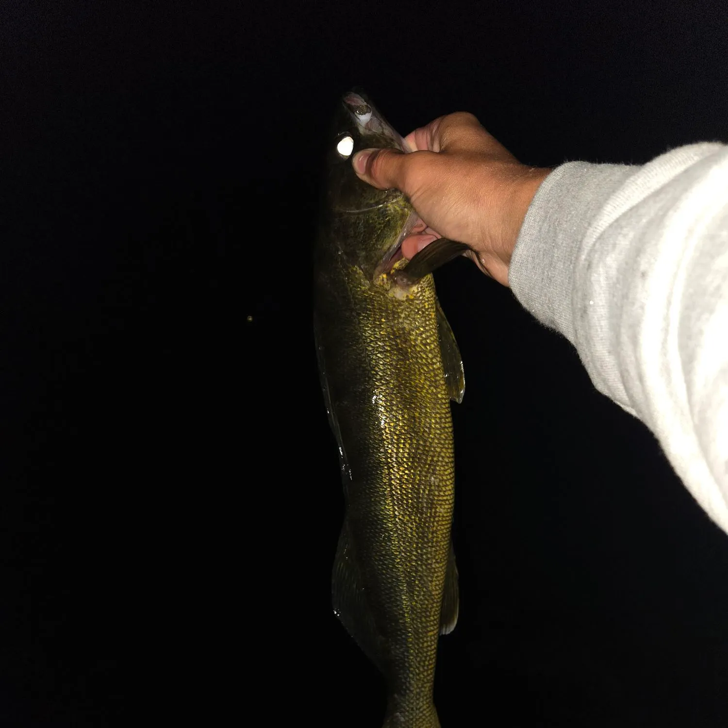 Walleye caught on Fishbrain