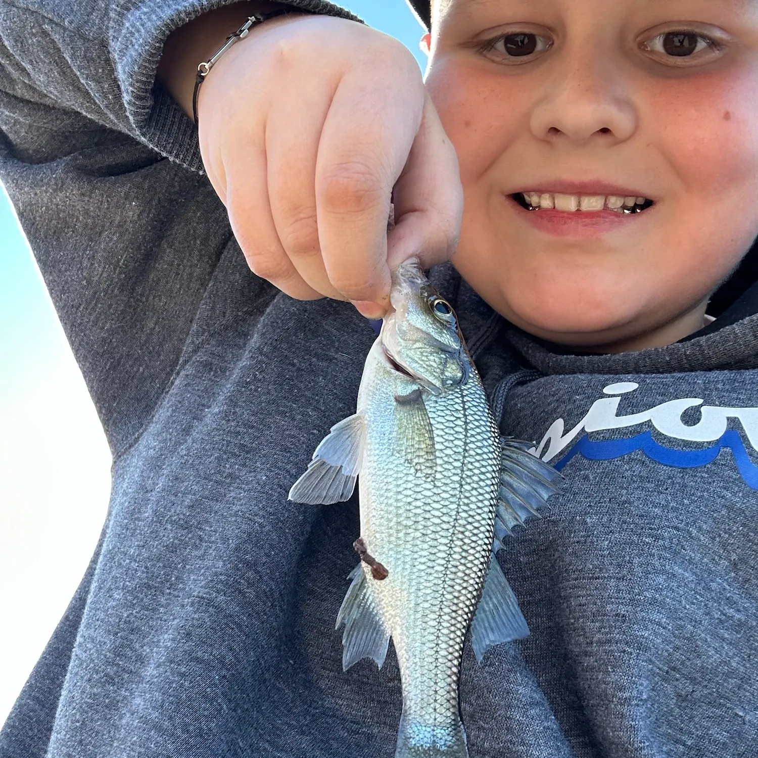 White perch caught on Fishbrain