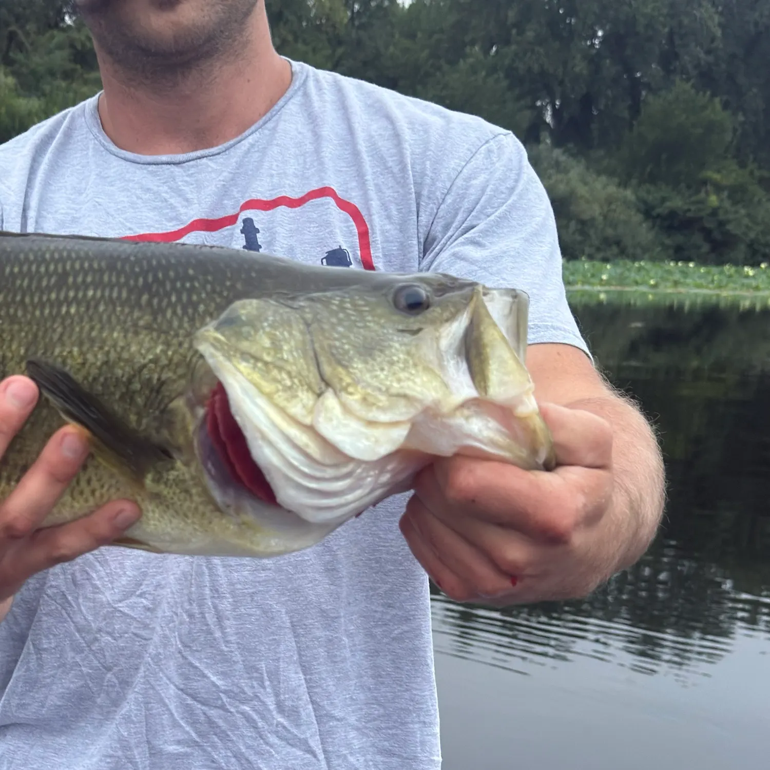 Largemouth bass caught on Fishbrain