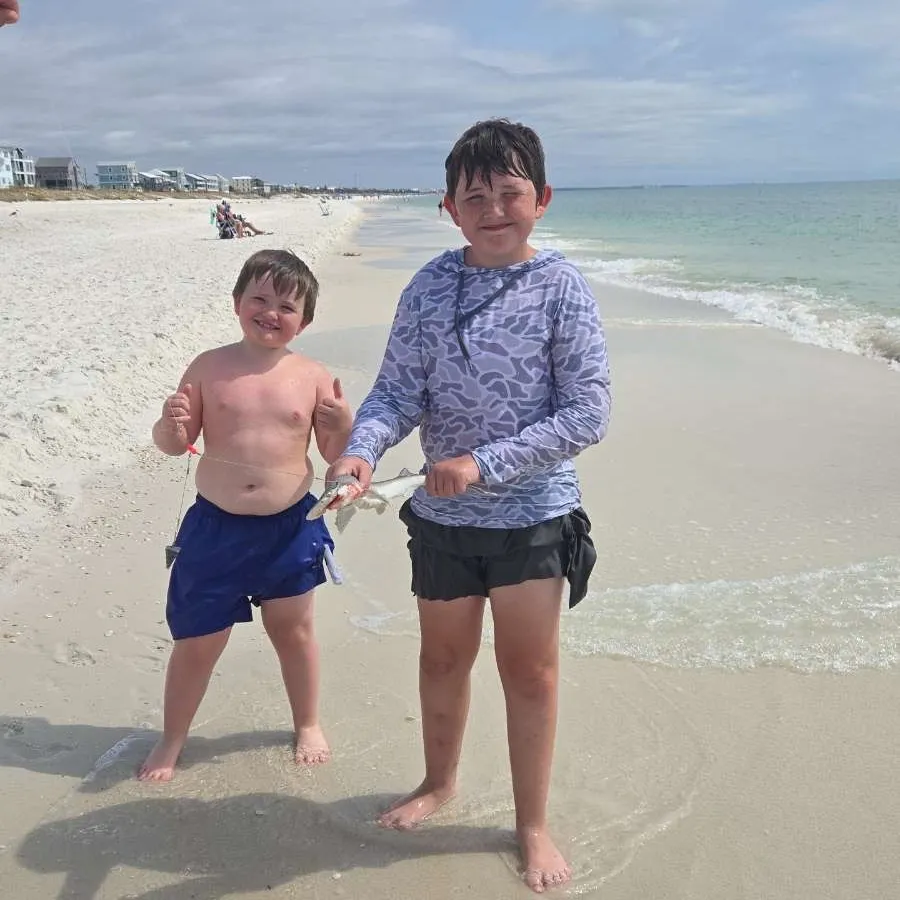 The most recent Great hammerhead shark catches on Fishbrain