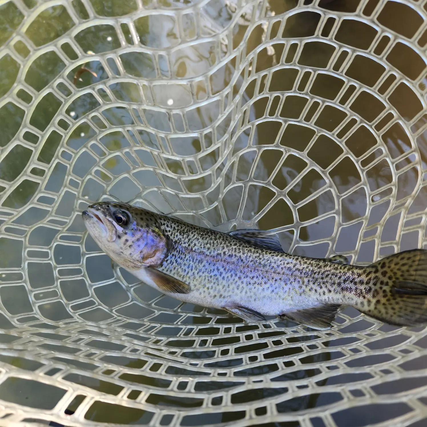 Rainbow trout caught on Fishbrain