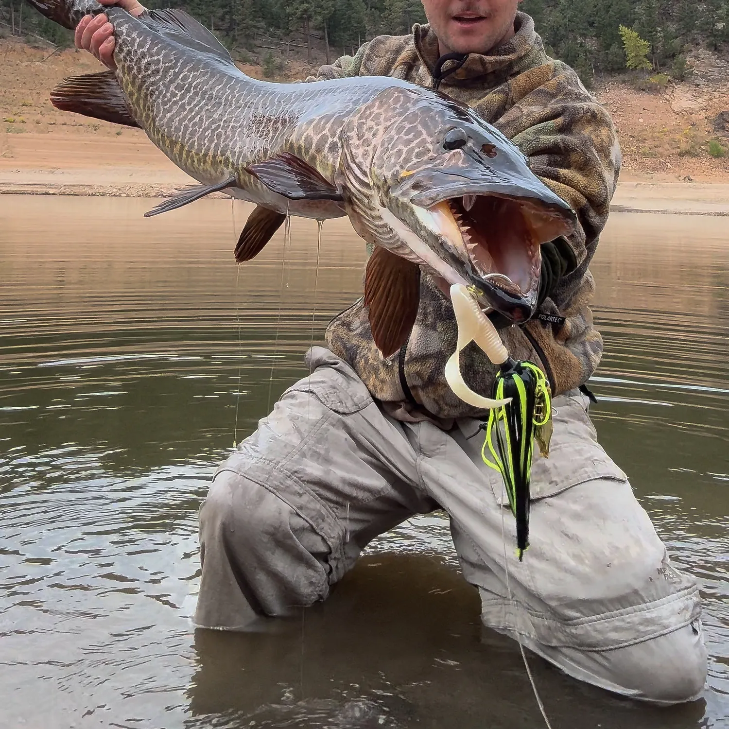 Tiger muskie caught on Fishbrain