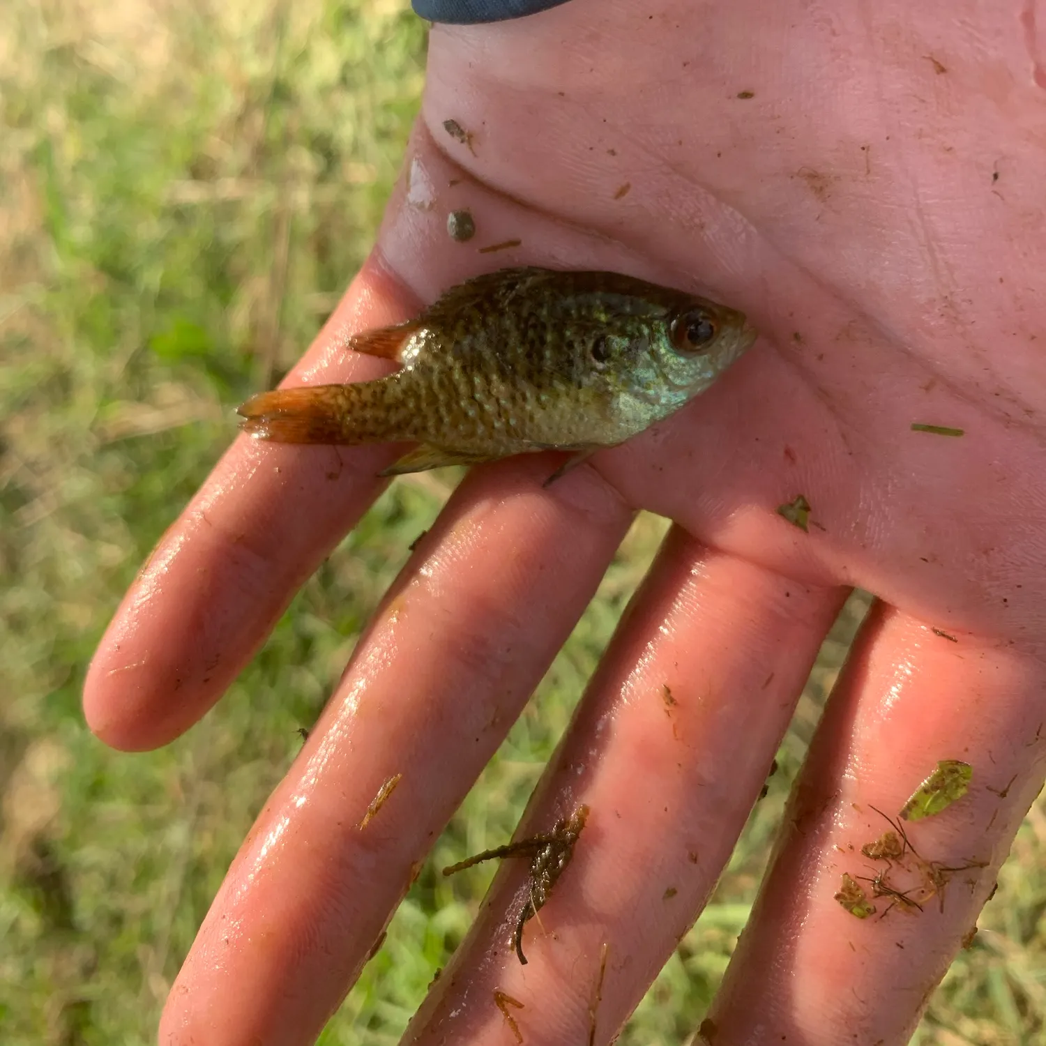 The most recent Orangespotted sunfish catches on Fishbrain