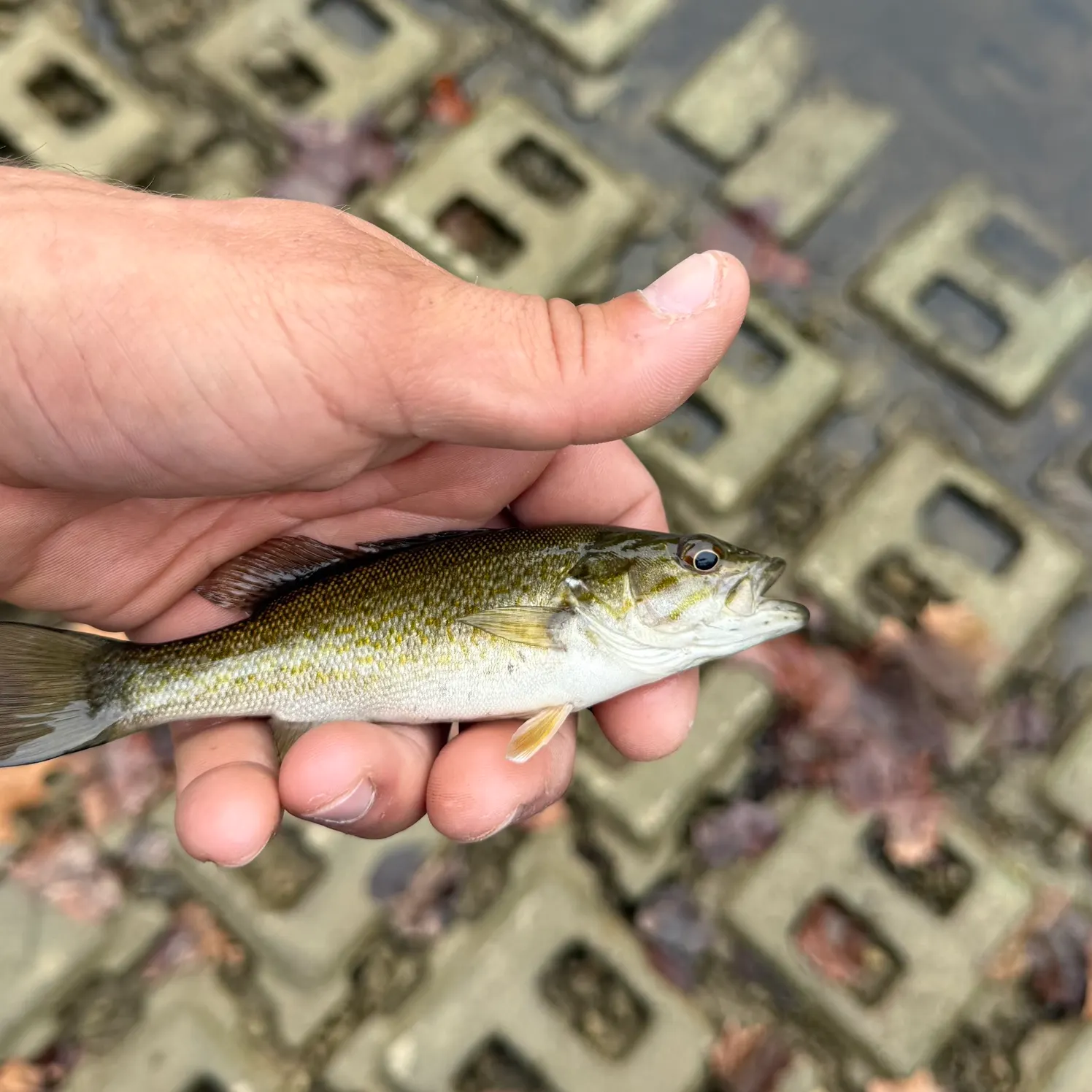 Smallmouth bass caught on Fishbrain