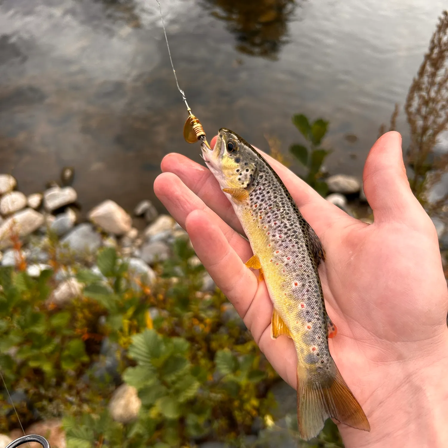 Fish caught on Fishbrain