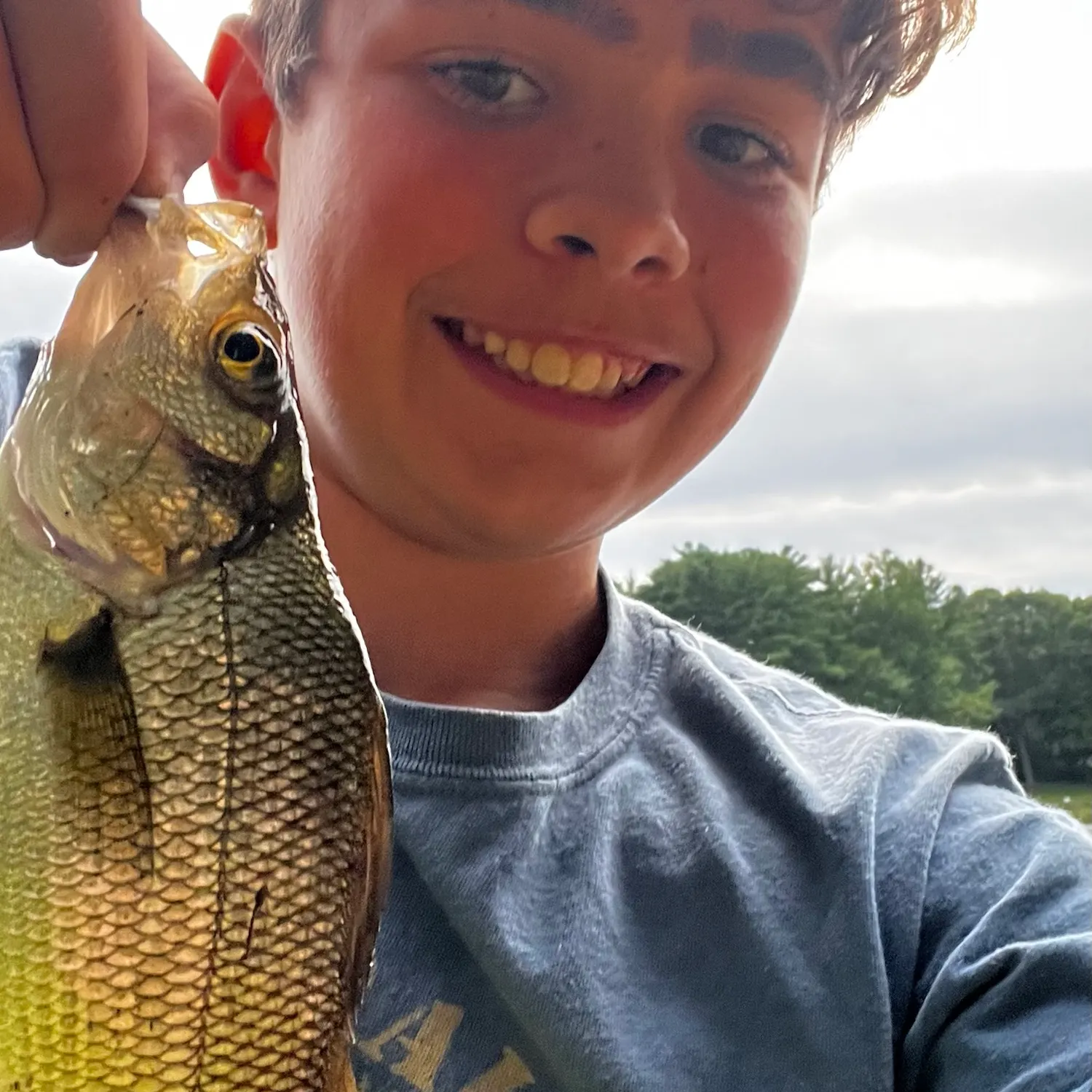 White perch caught on Fishbrain