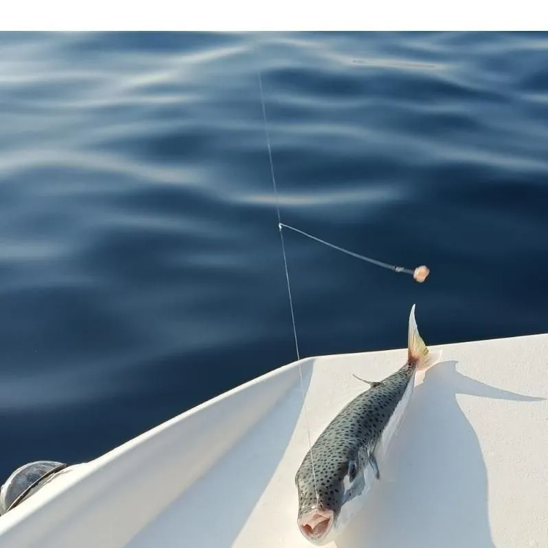 The most recent Silver-cheeked toadfish catches on Fishbrain