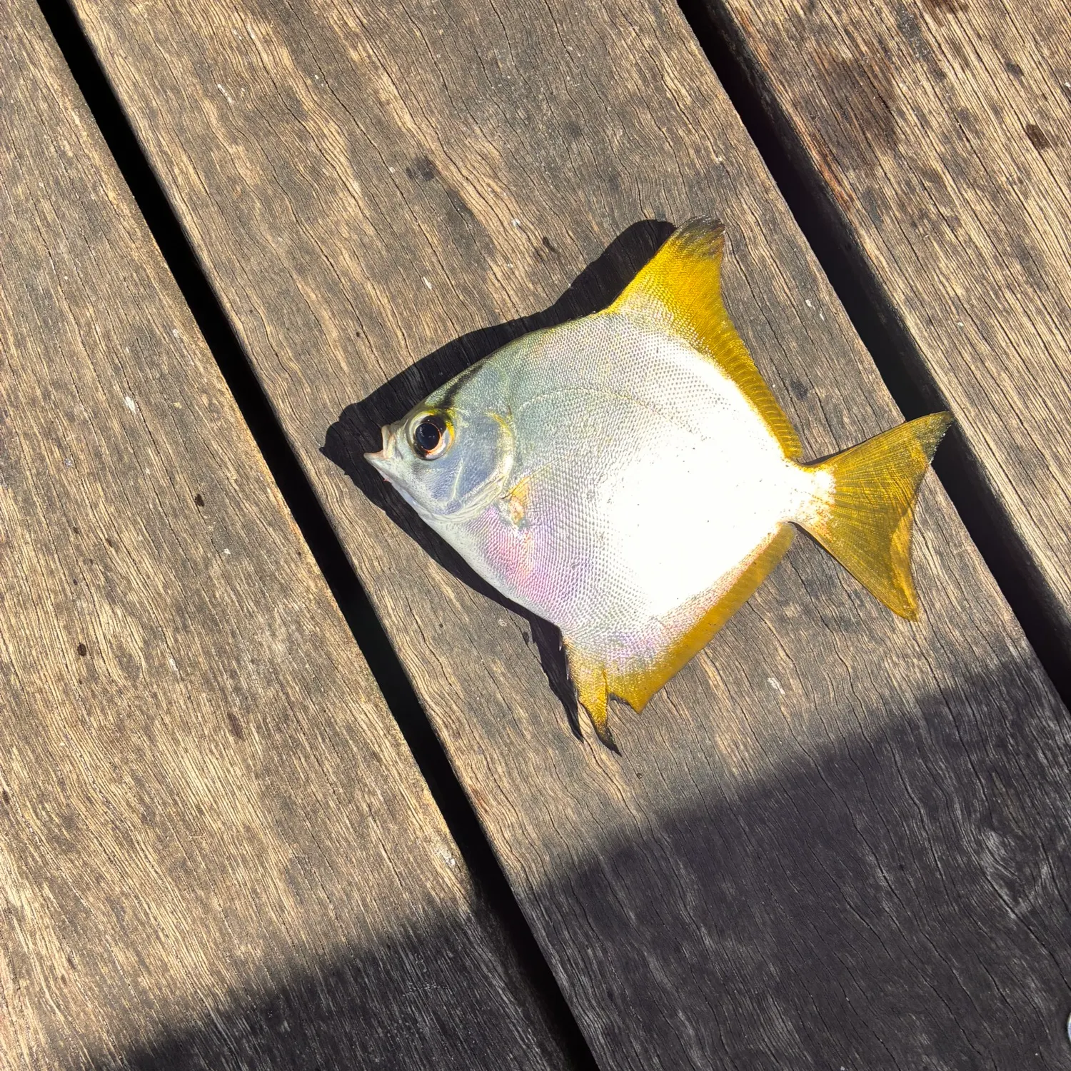 The most recent Silver moony catches on Fishbrain