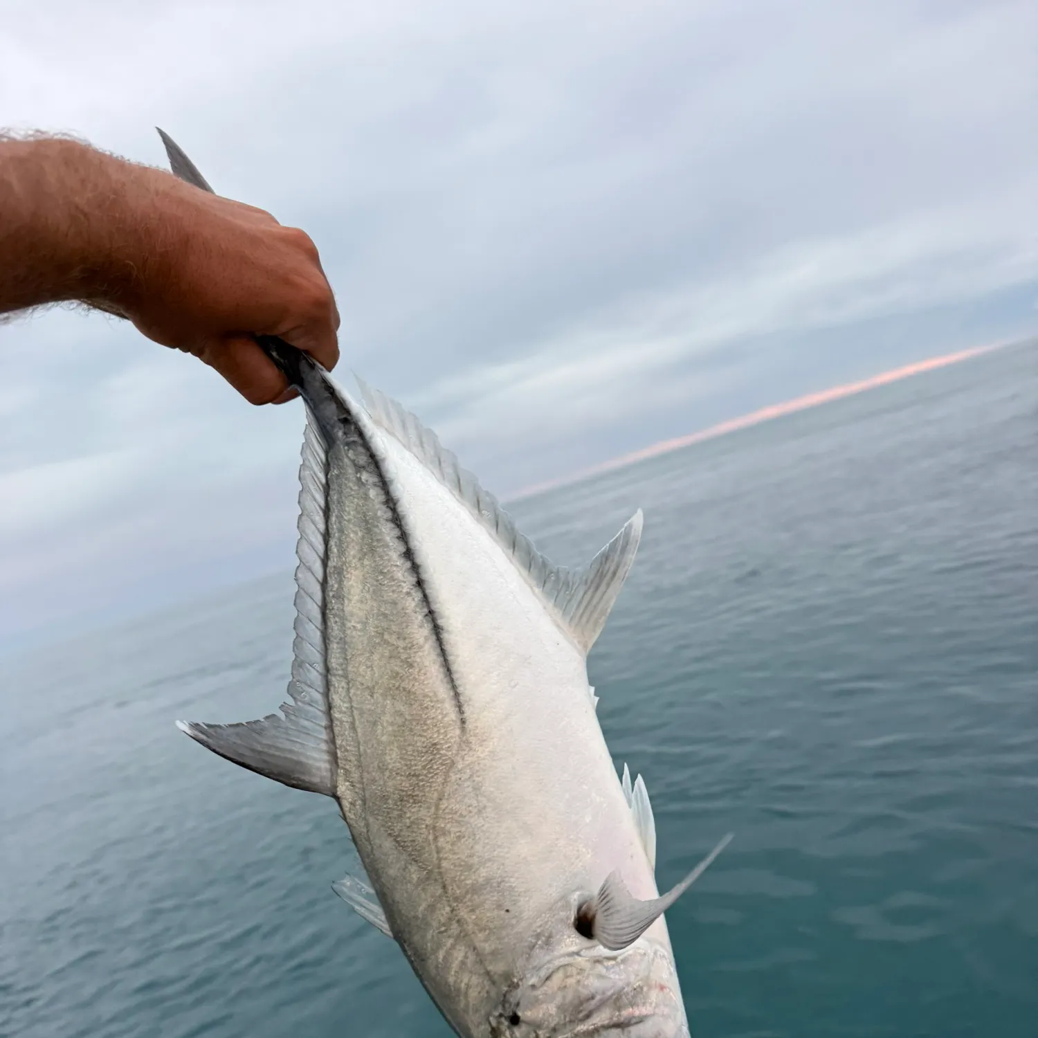 The most recent Bigeye trevally catches on Fishbrain
