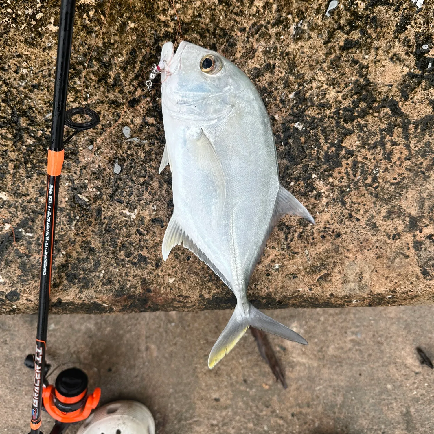 Giant trevally caught on Fishbrain