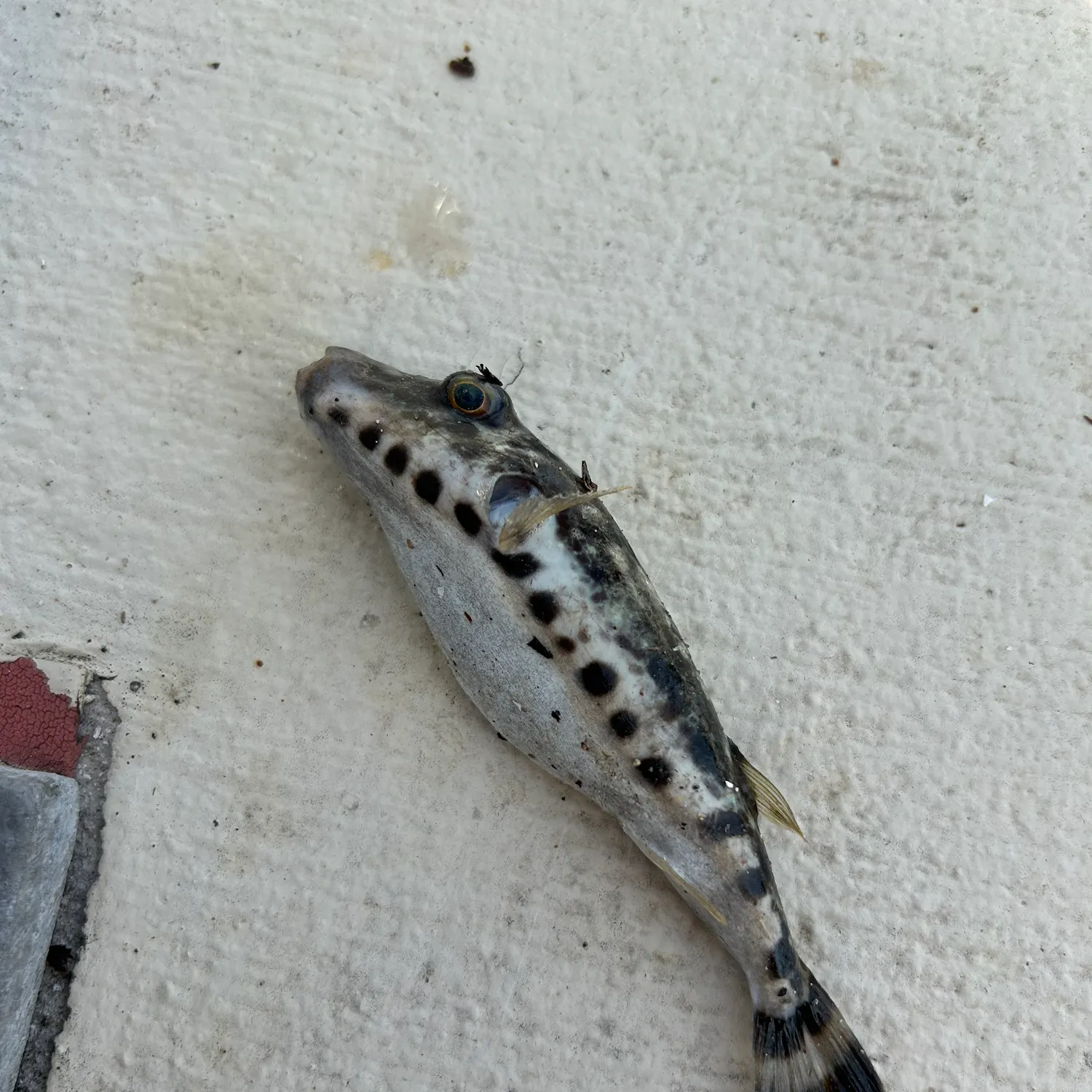 The most recent Southern puffer catches on Fishbrain