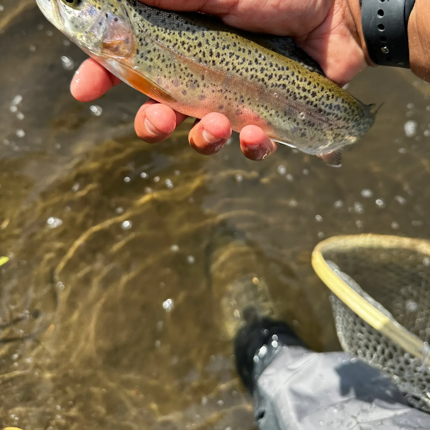 angler catch
