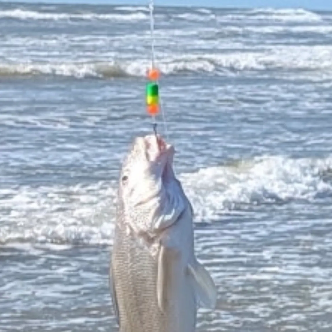 The most recent Gulf kingcroaker catches on Fishbrain