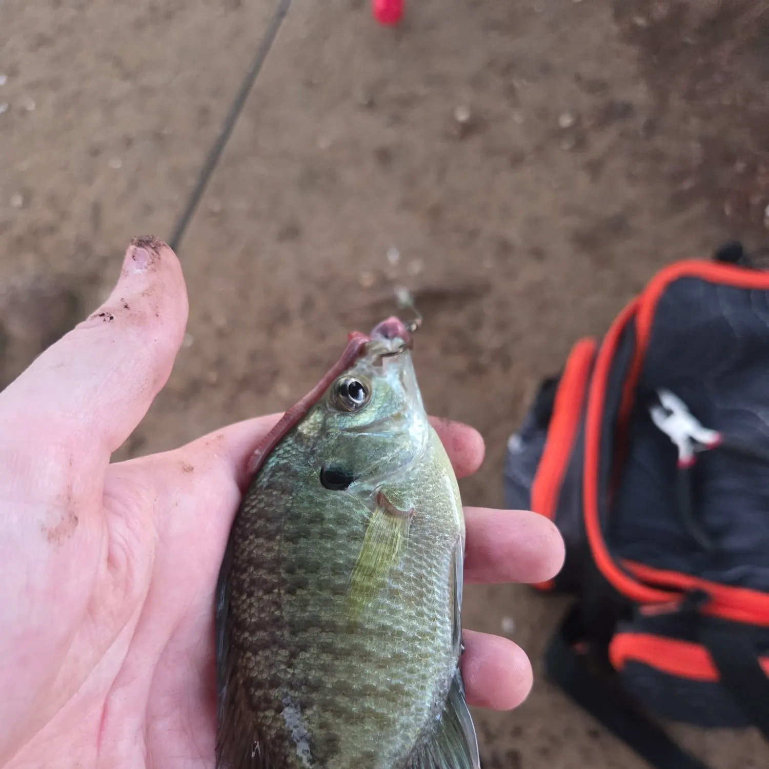 Bluegill caught on Fishbrain
