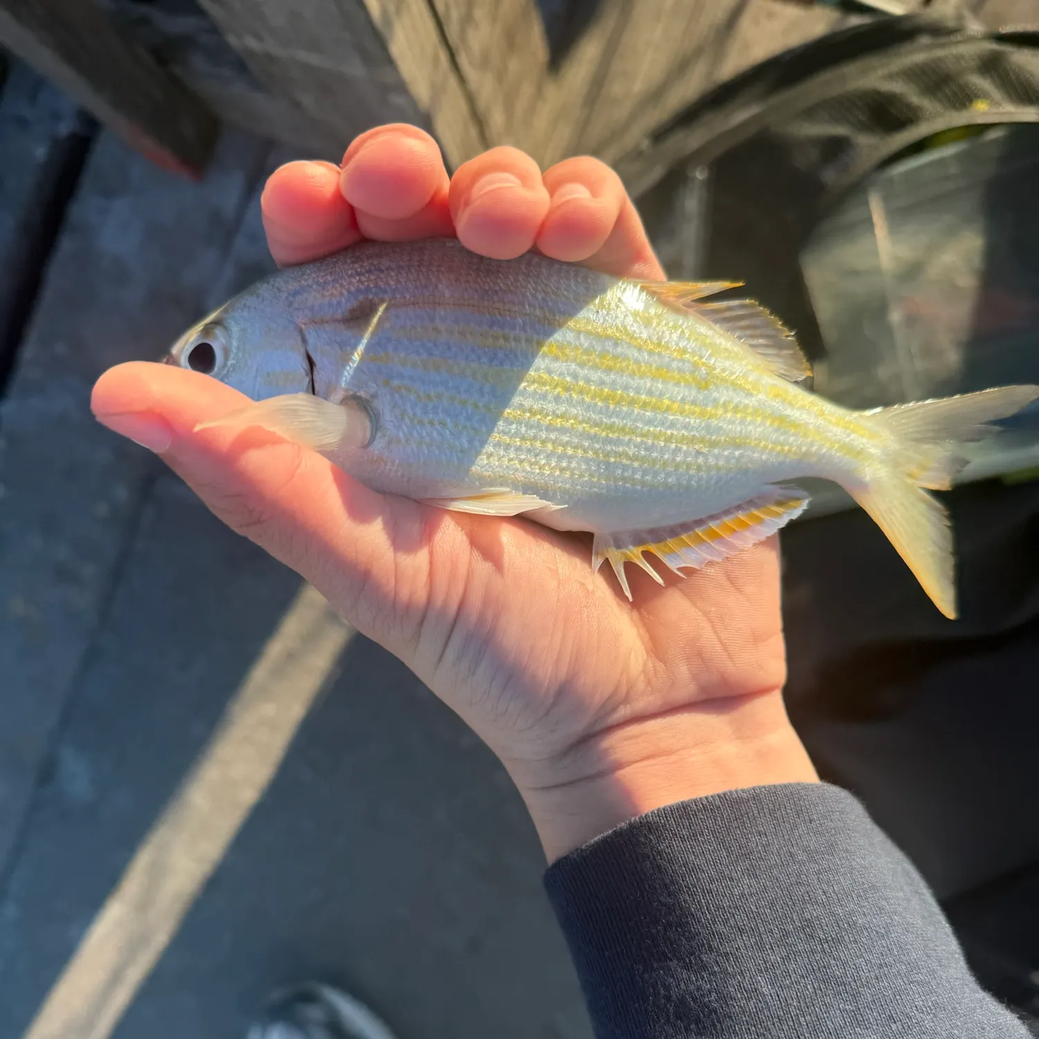 Pinfish caught on Fishbrain