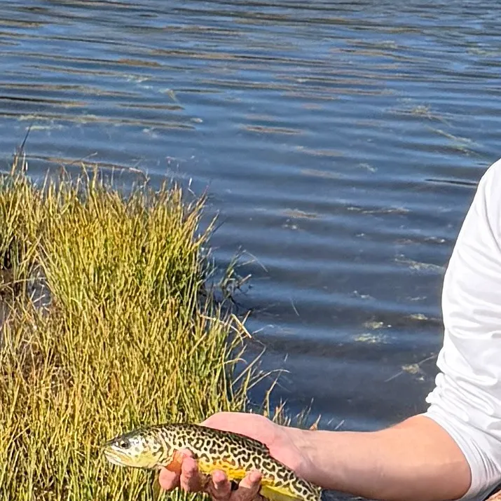 Tiger trout caught on Fishbrain