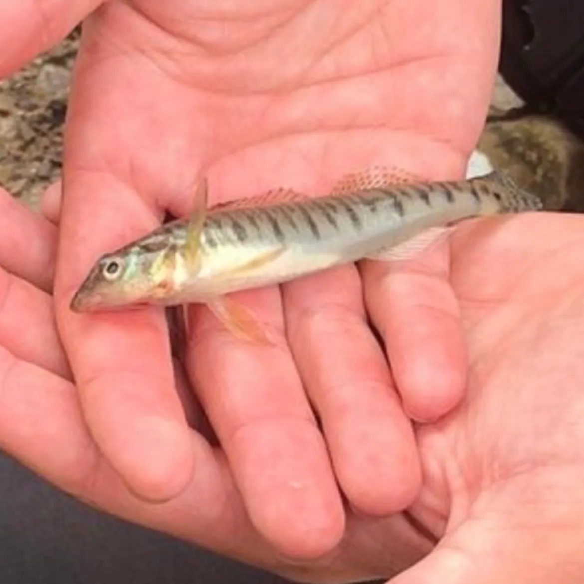 The most recent Common logperch catches on Fishbrain