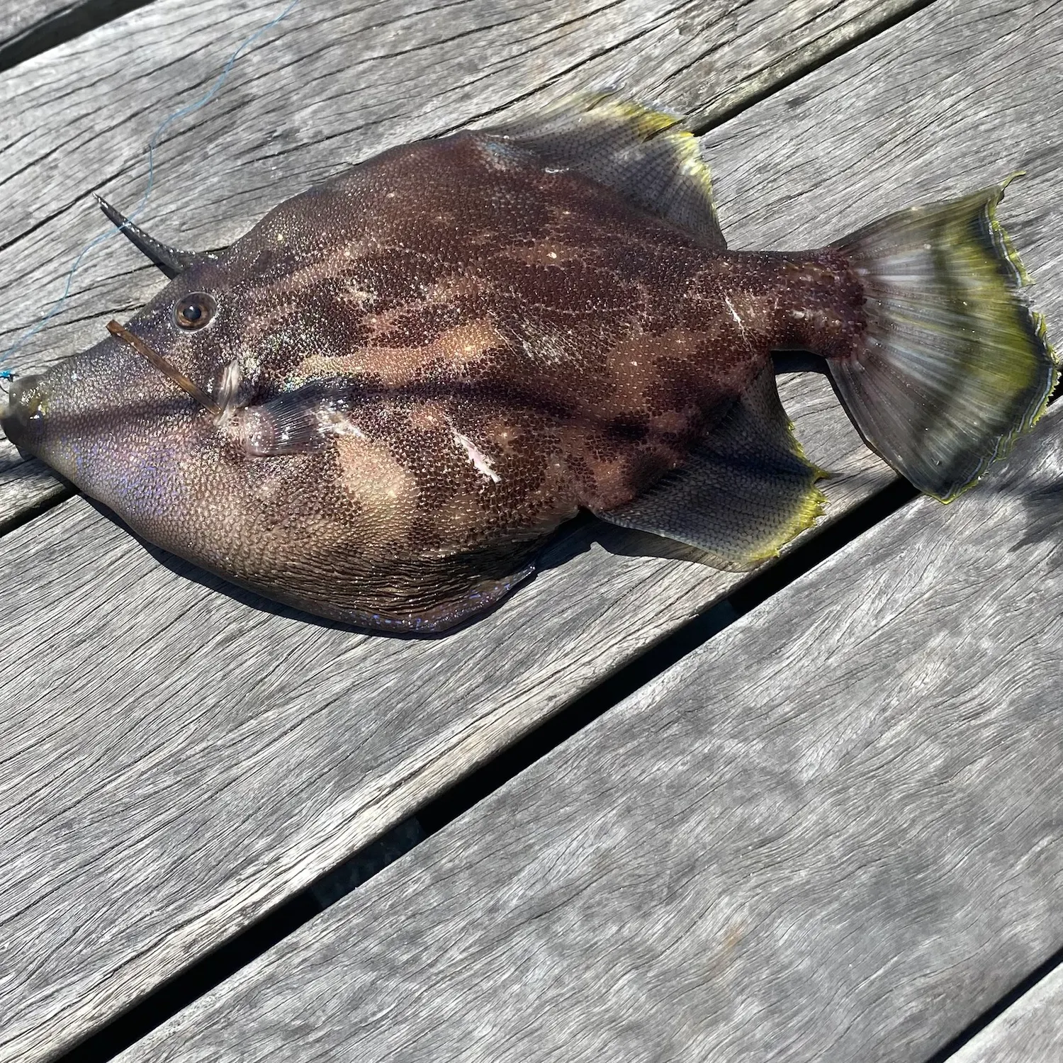 Yellowfin leatherjacket caught on Fishbrain