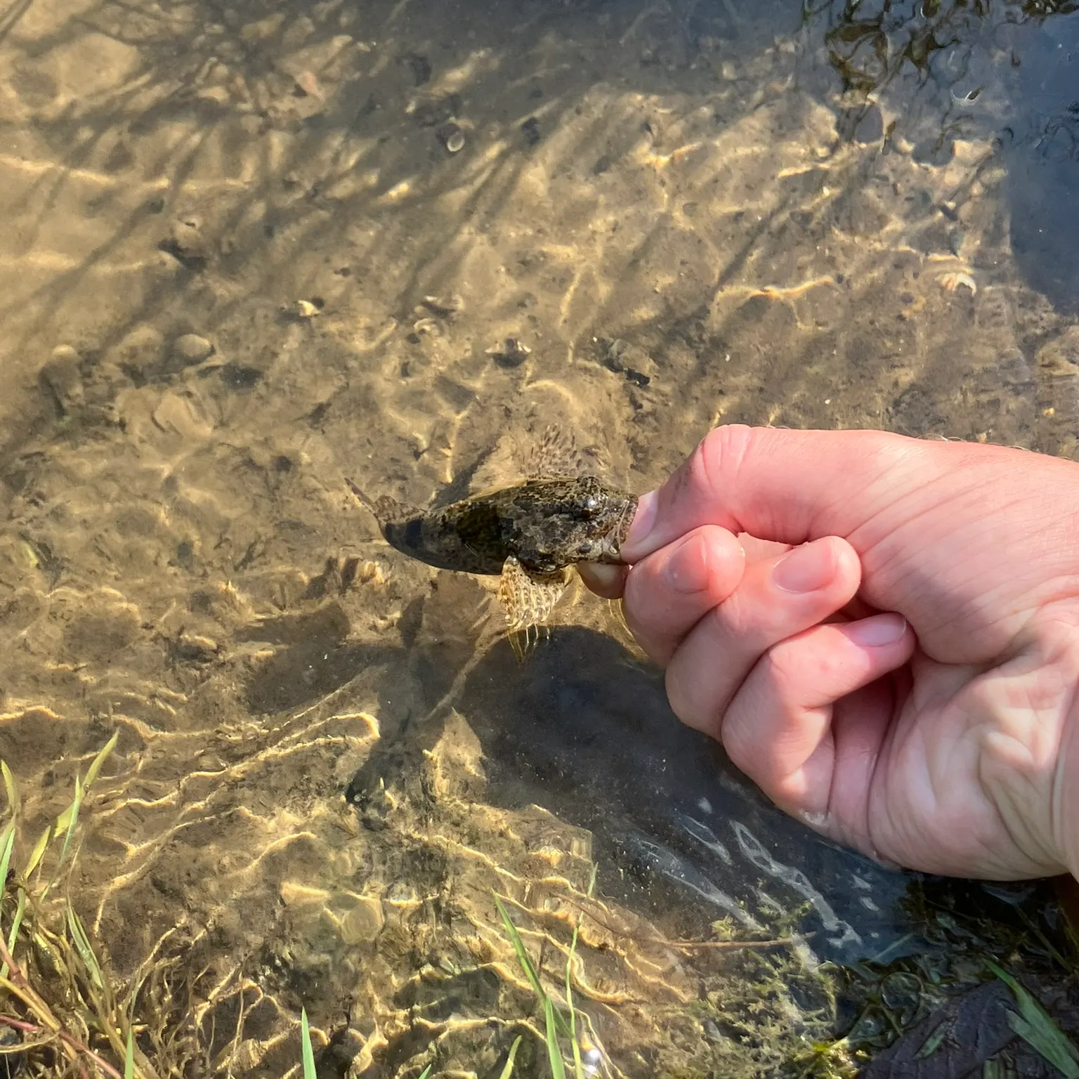 The most recent Mottled sculpin catches on Fishbrain