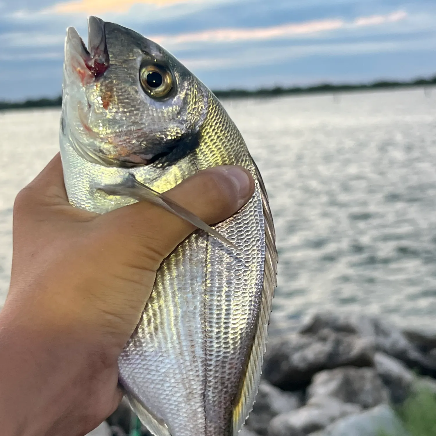 The most recent Gilthead seabream catches on Fishbrain