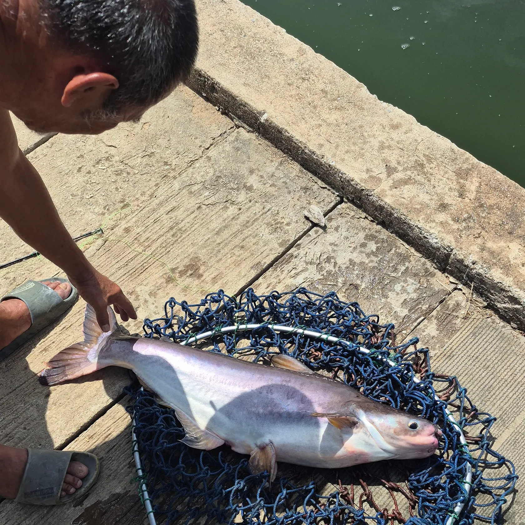 The most recent Mekong giant catfish catches on Fishbrain