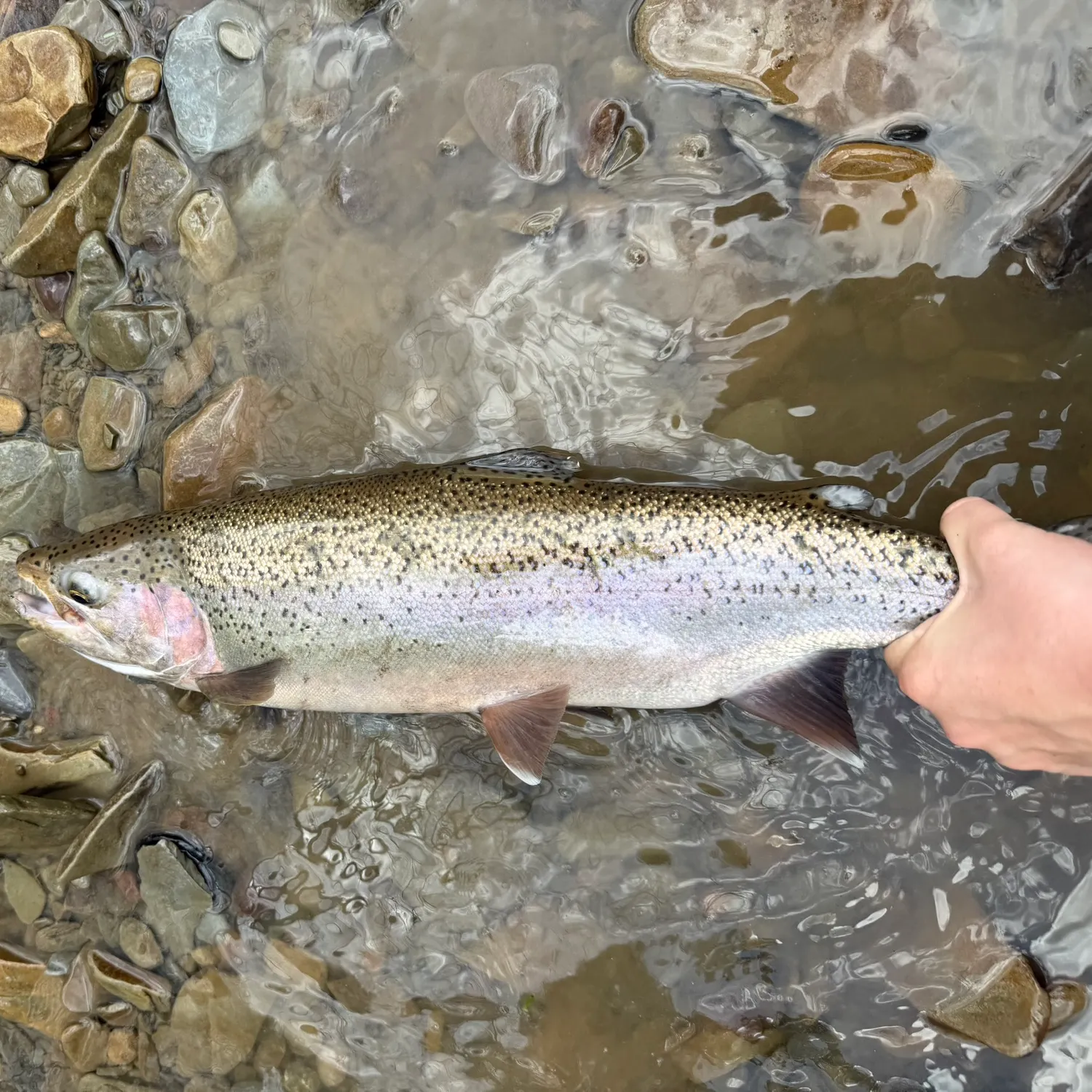 The most recent Steelhead catches on Fishbrain
