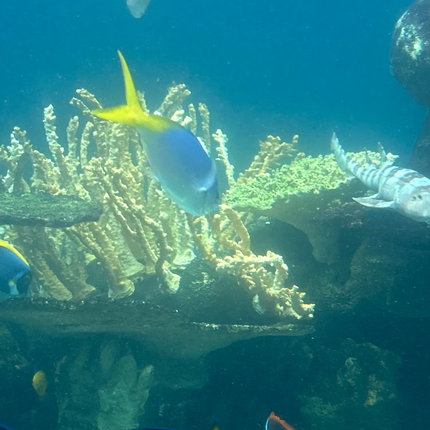The most recent Whale shark catches on Fishbrain