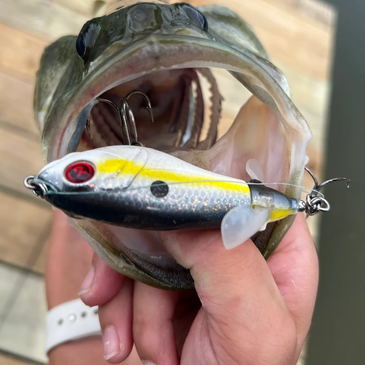Great barracuda caught on Fishbrain