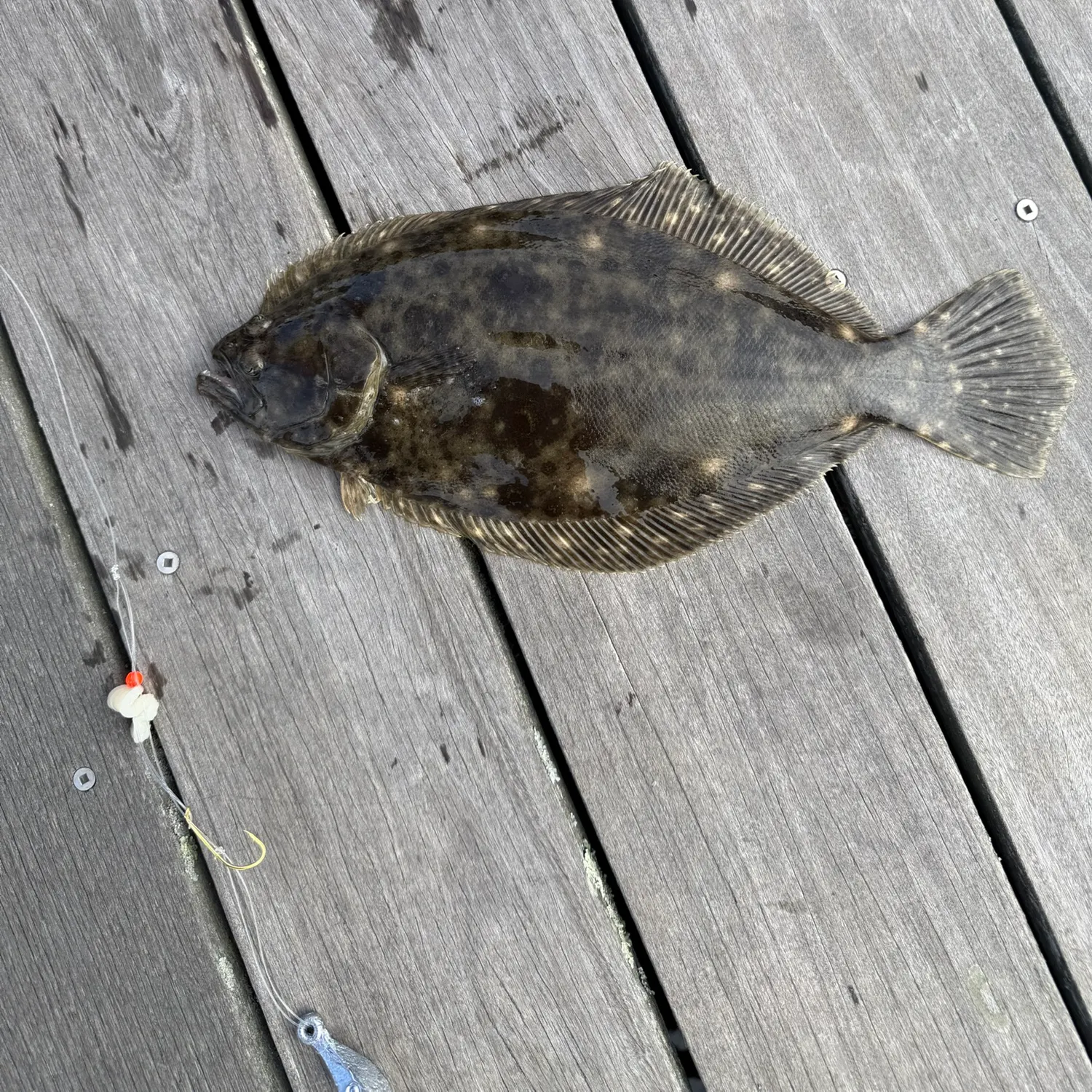 Summer flounder caught on Fishbrain