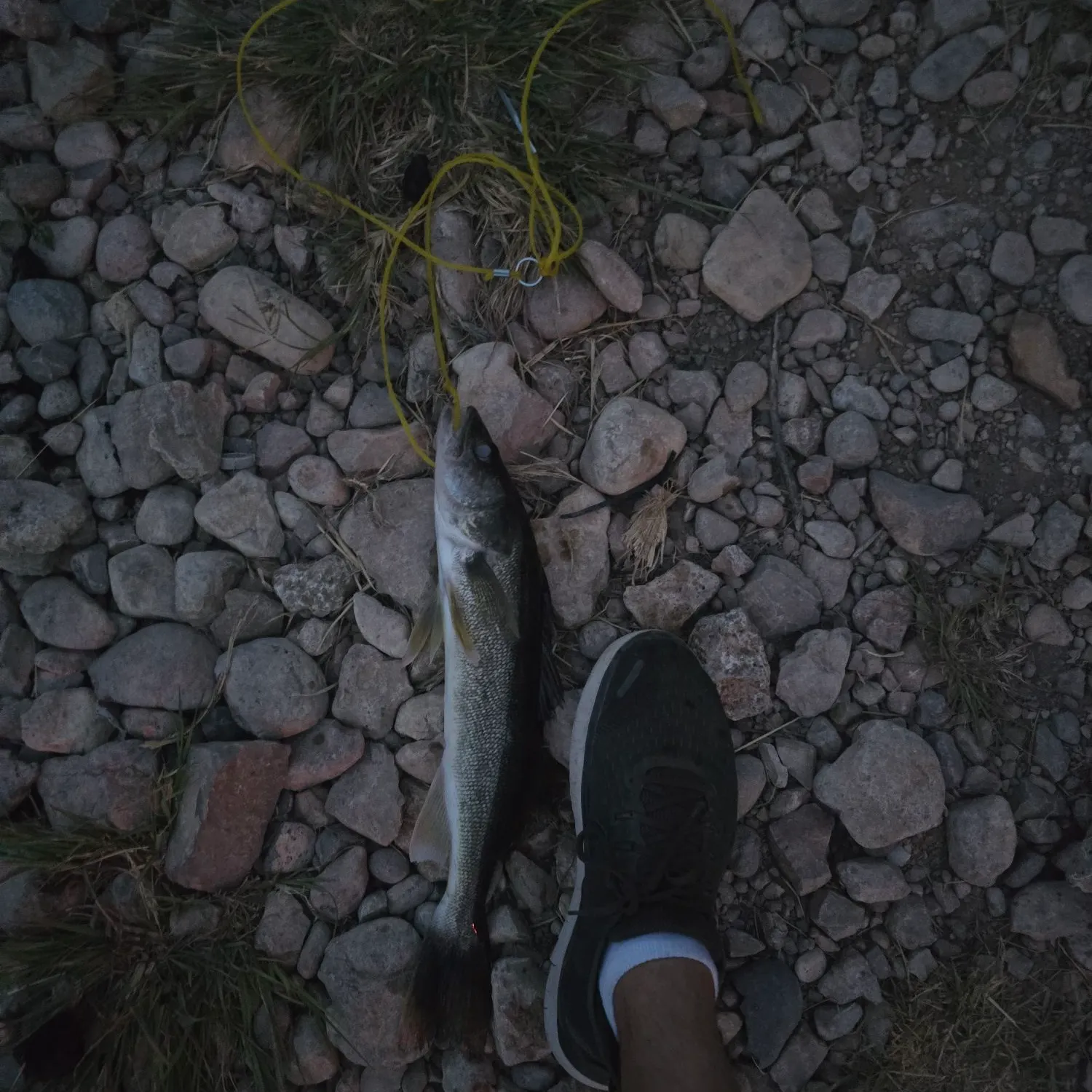 Walleye caught on Fishbrain