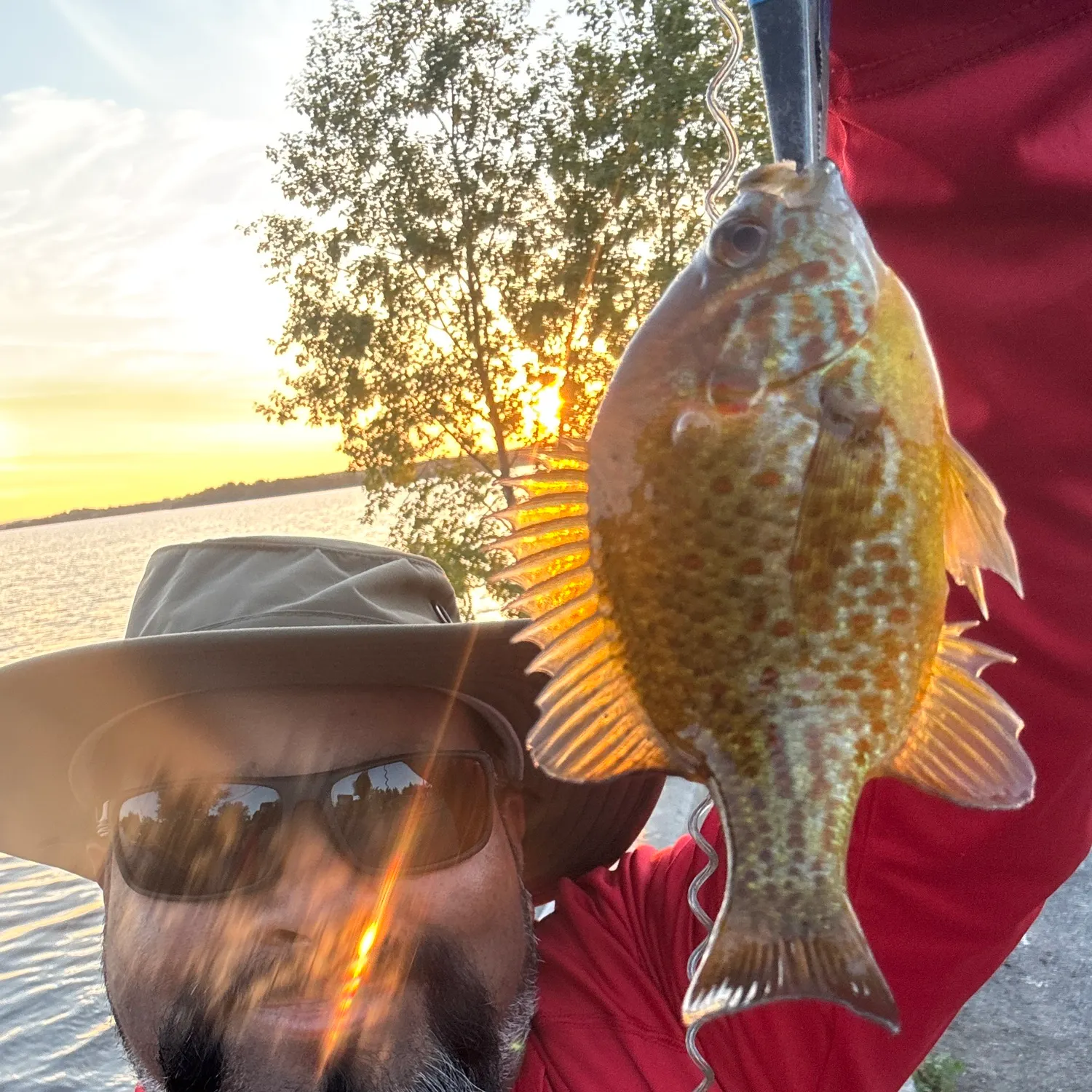 Pumpkinseed caught on Fishbrain