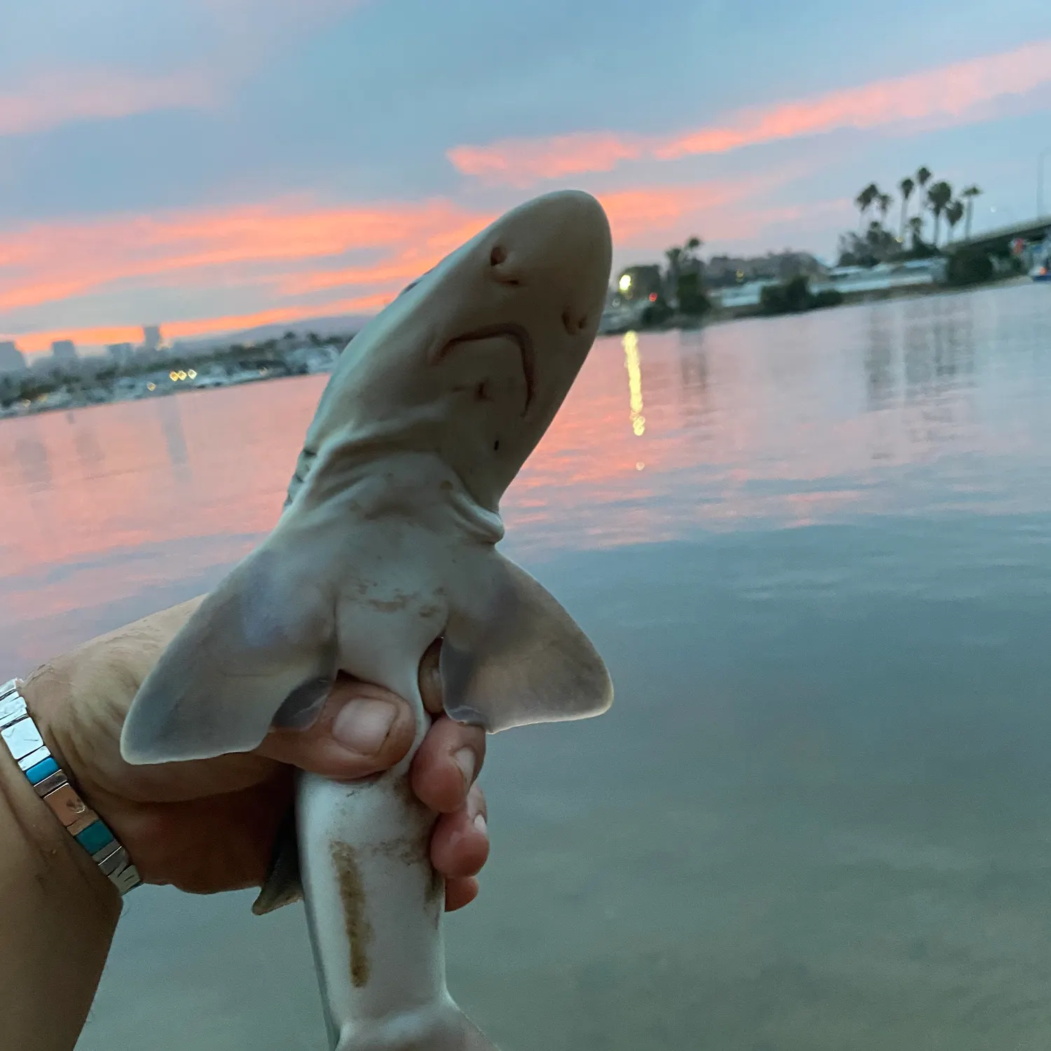 The most recent Grey smooth-hound catches on Fishbrain