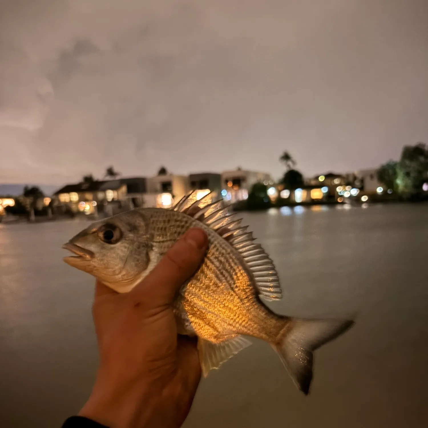 The most recent Surf bream catches on Fishbrain