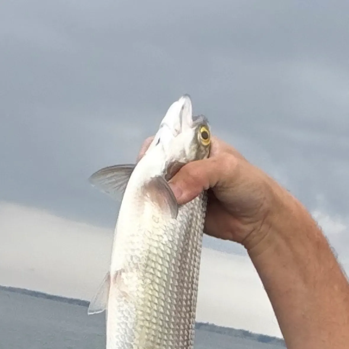 Goldeye caught on Fishbrain