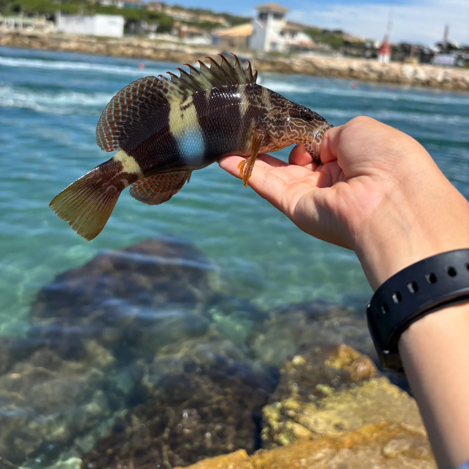 Fish caught on Fishbrain