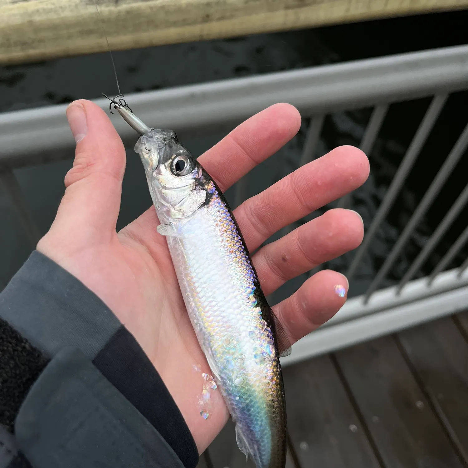 The most recent Atlantic herring catches on Fishbrain