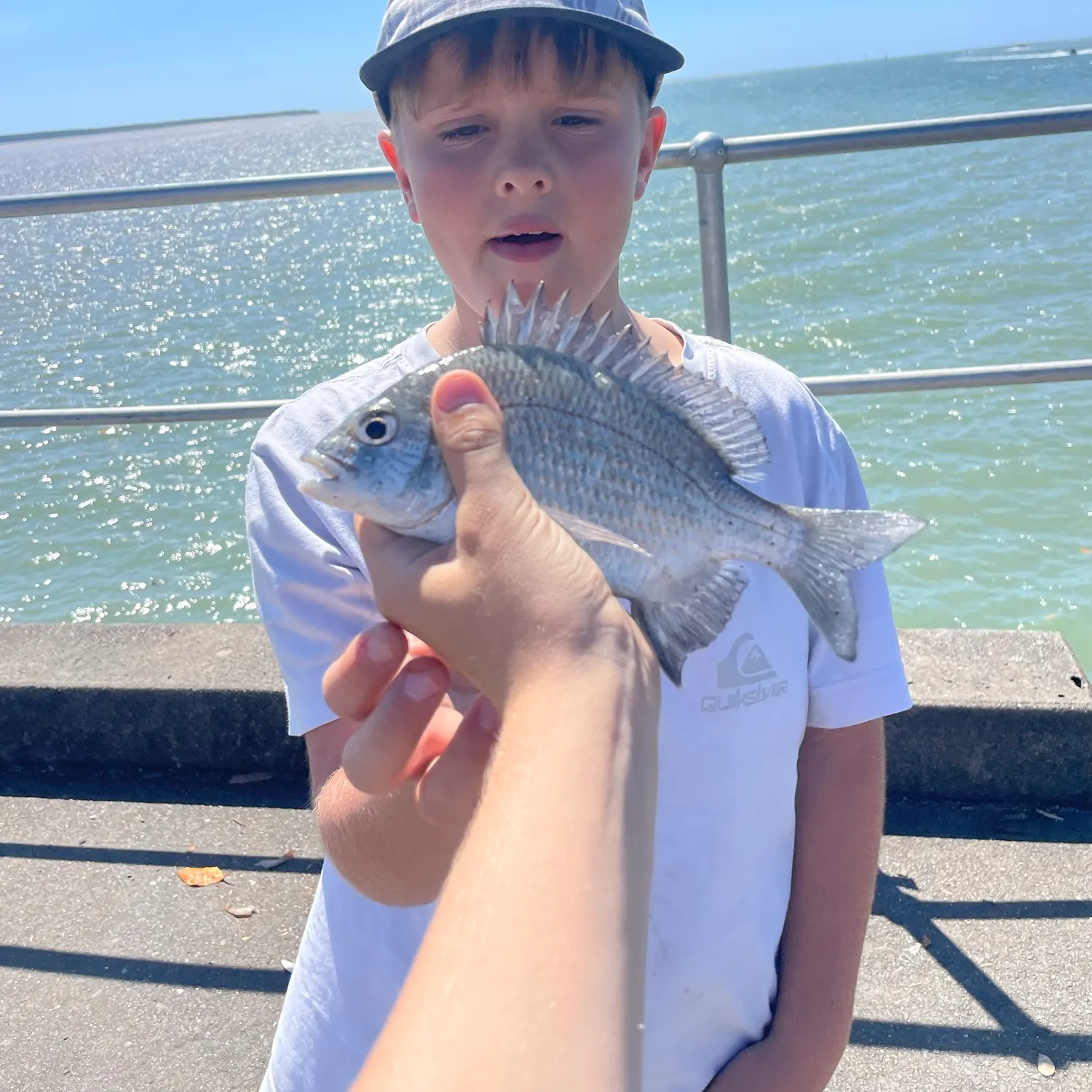 Surf bream caught on Fishbrain
