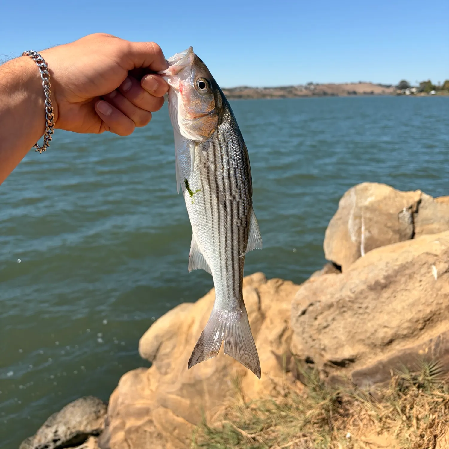Striped bass caught on Fishbrain