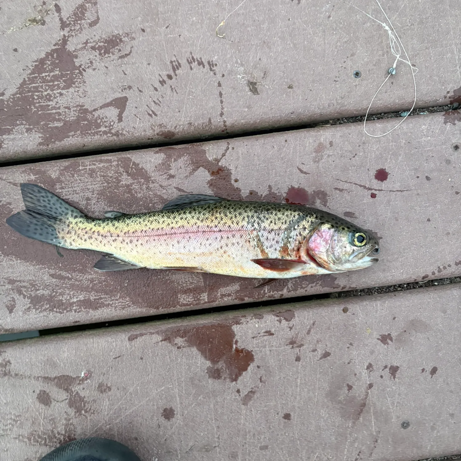 Fish caught on Fishbrain