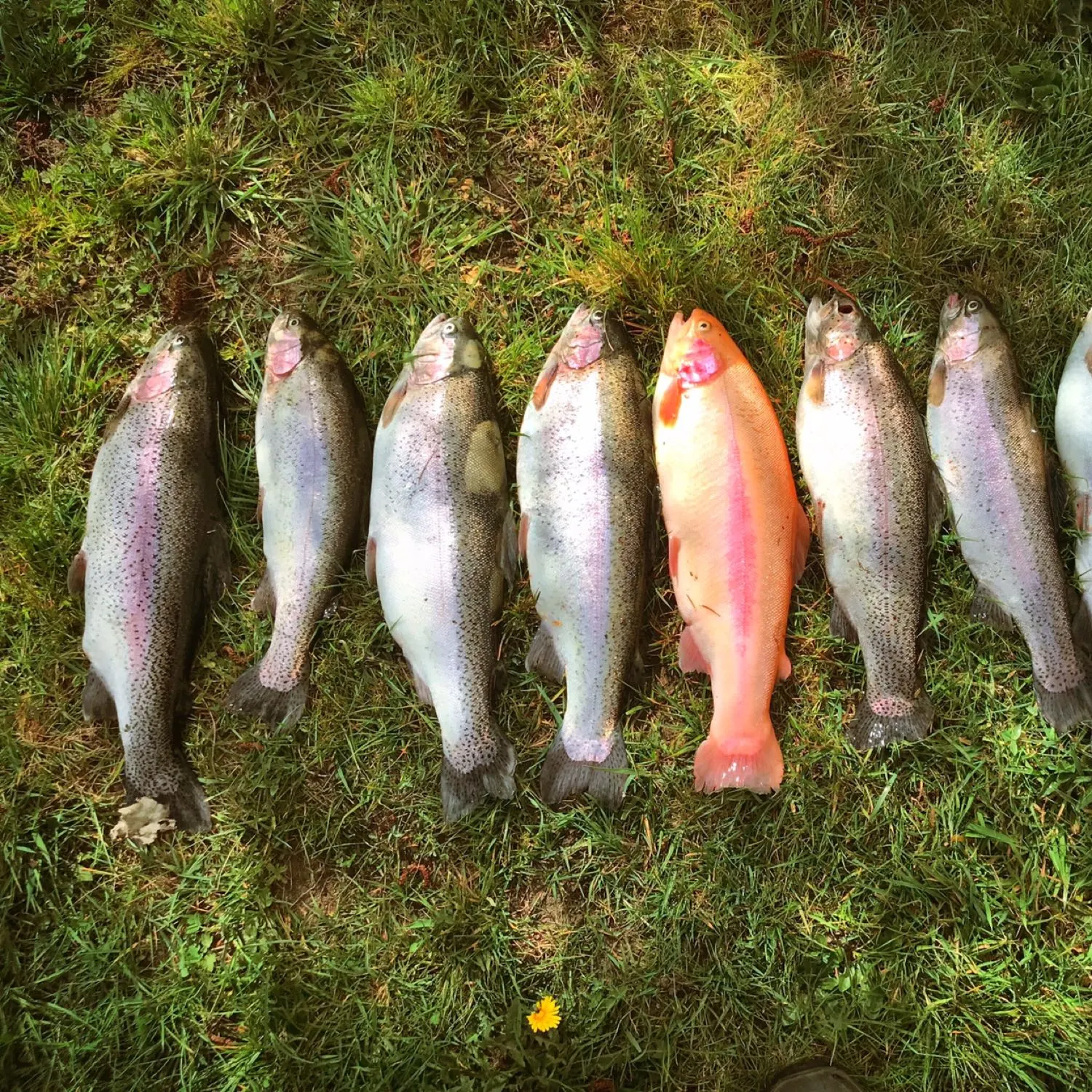 recently logged catches