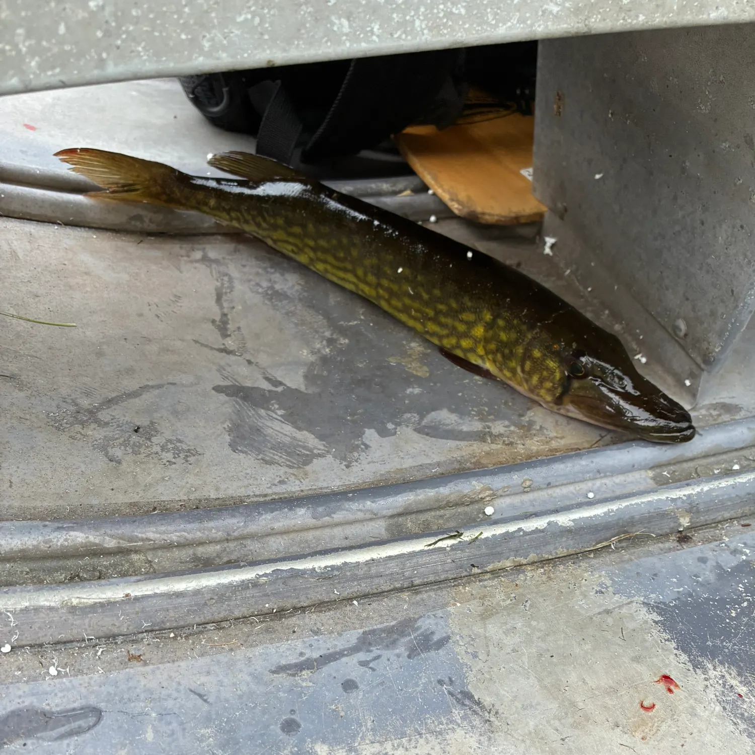 Chain pickerel caught on Fishbrain