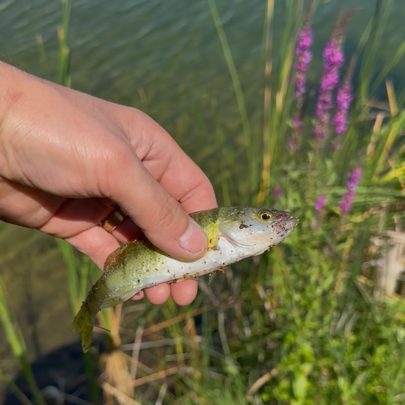 Yellow perch caught on Fishbrain