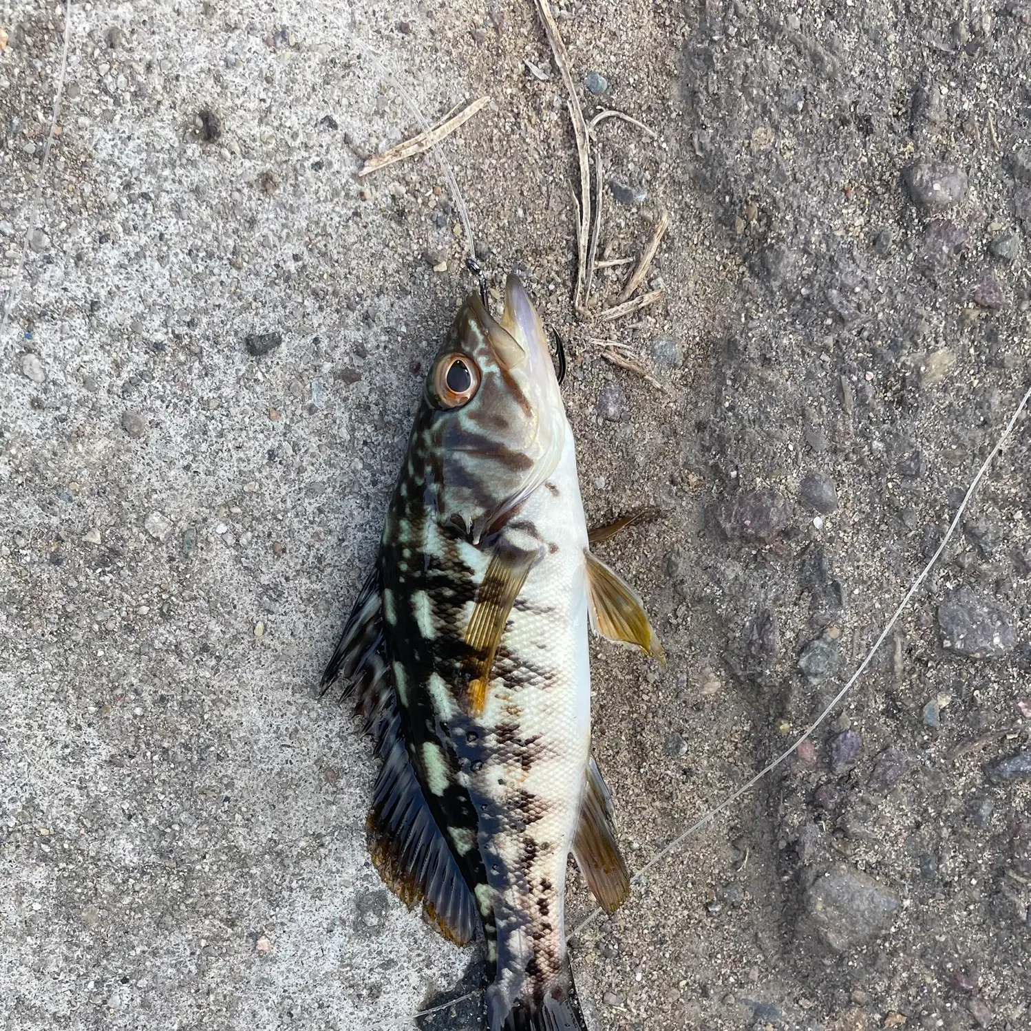 Kelp bass caught on Fishbrain