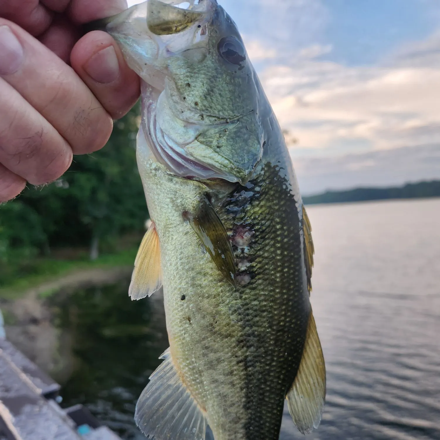 Largemouth bass caught on Fishbrain