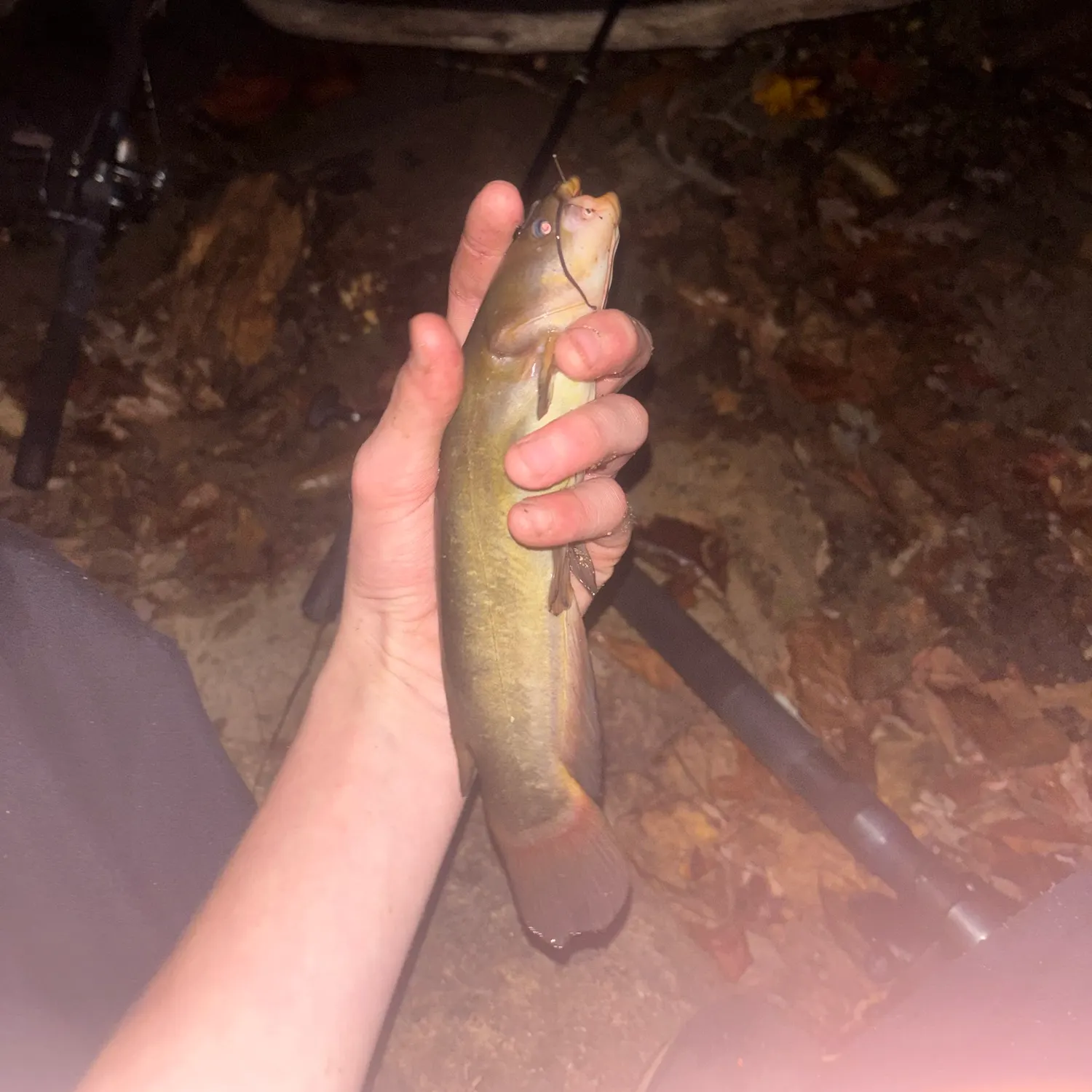The most recent Yellow bullhead catches on Fishbrain