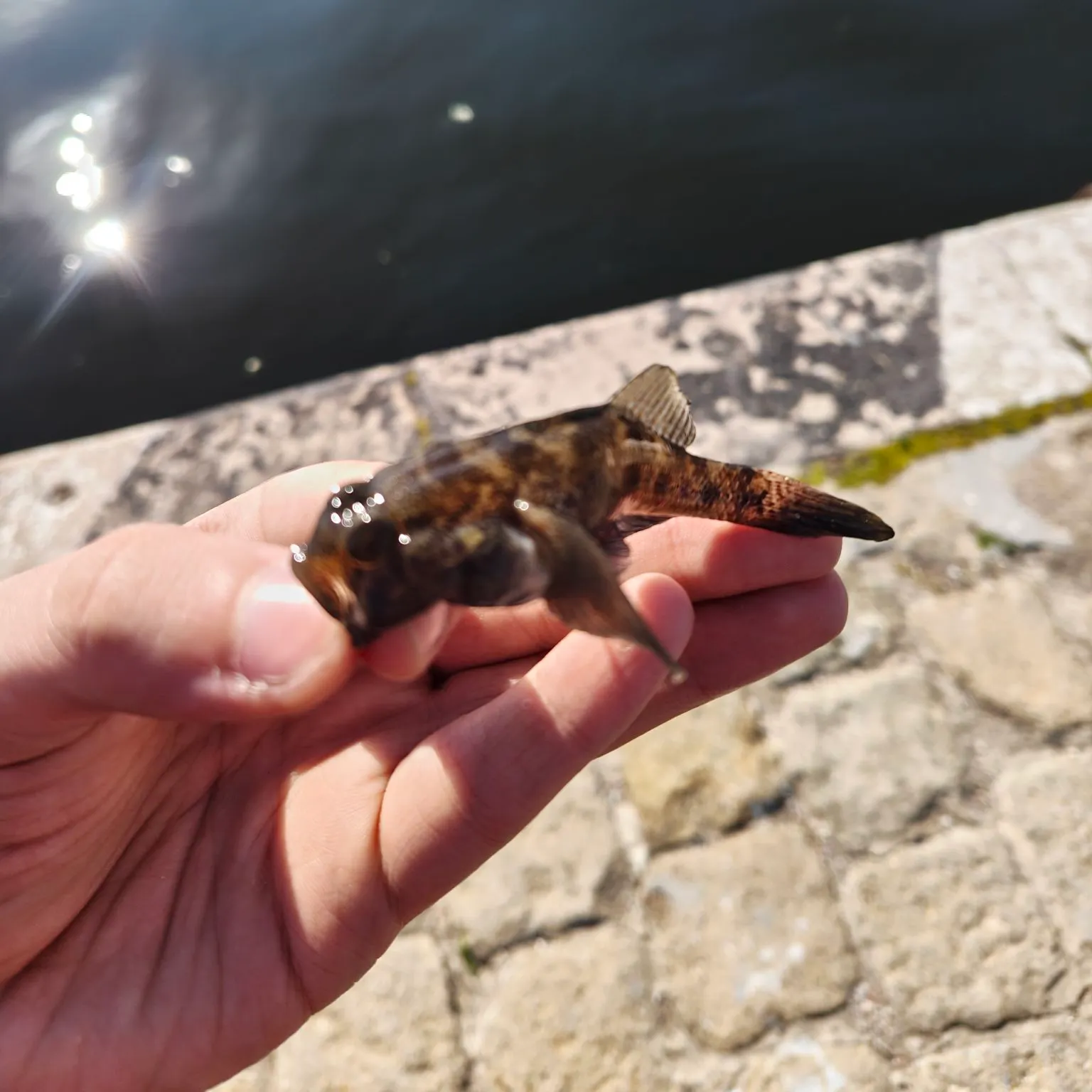 The most recent Rock goby catches on Fishbrain