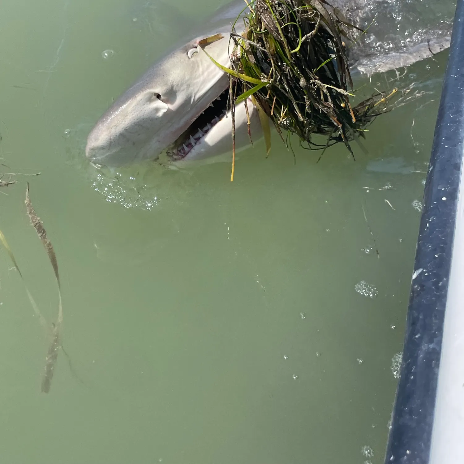 The most recent Lemon shark catches on Fishbrain