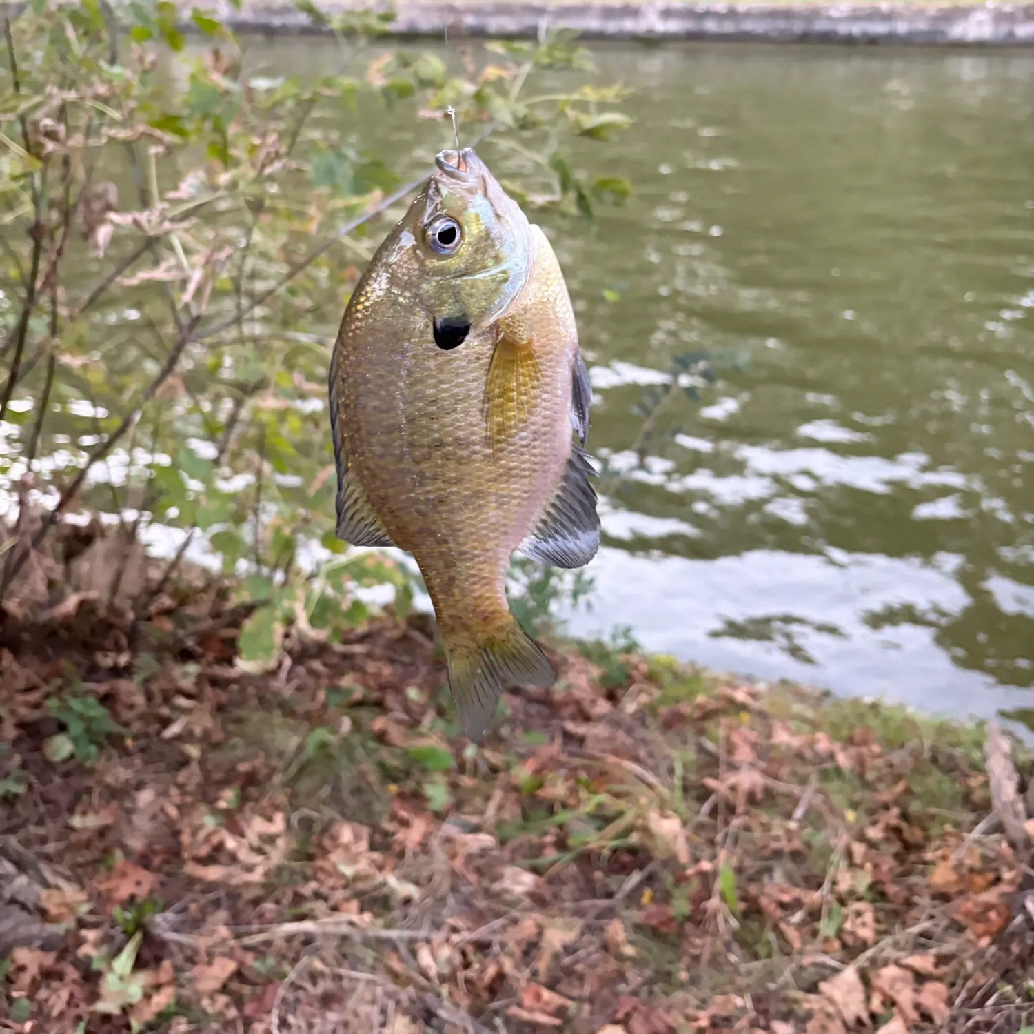 Bluegill caught on Fishbrain