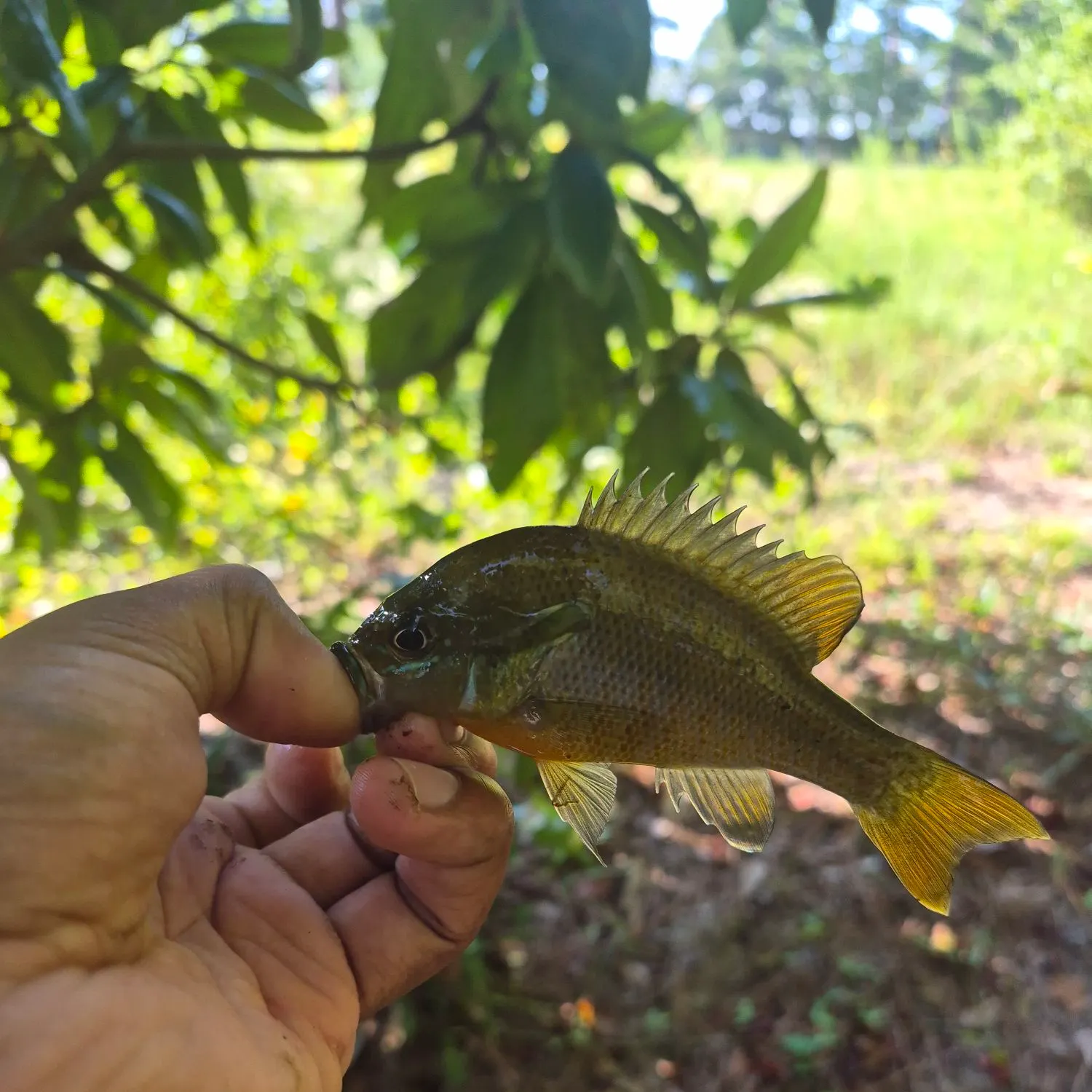 Spotted sunfish caught on Fishbrain