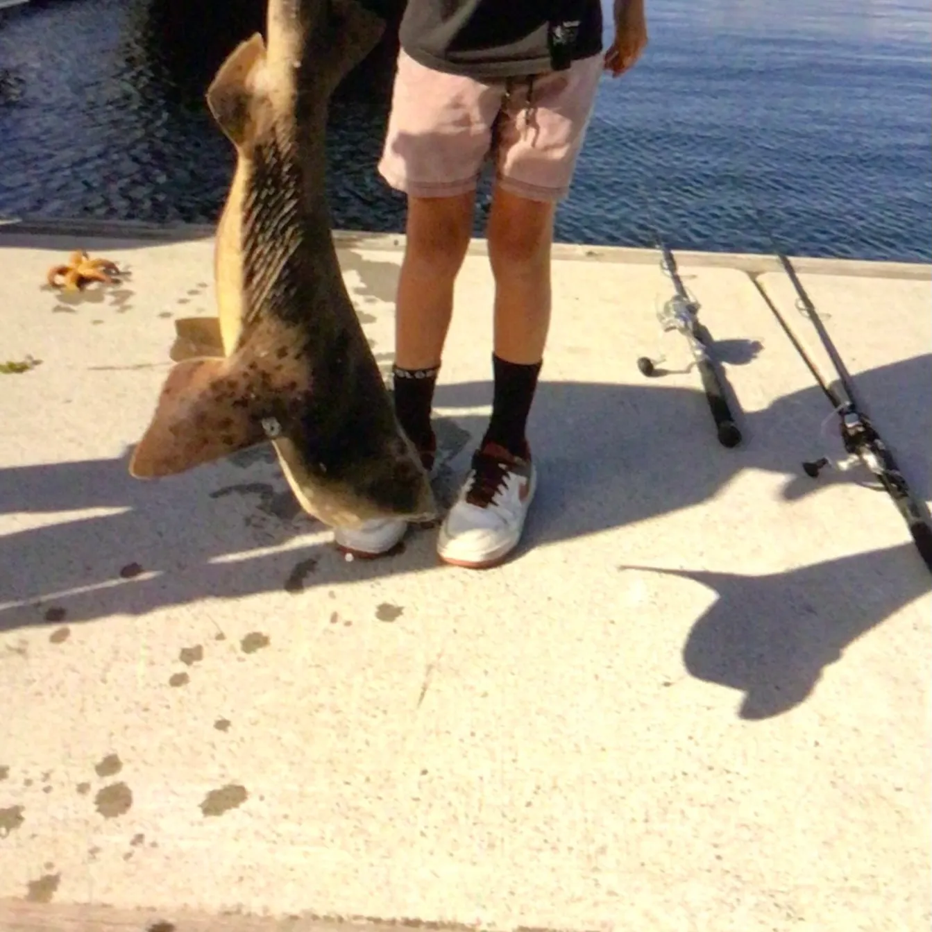 The most recent Draughtsboard shark catches on Fishbrain